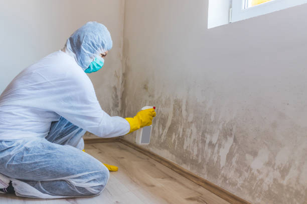 Licensed Mold Testing service in West Roxbury, MA - WQB Mold Removal